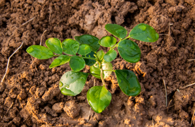 1681890455140823.png 土壤水分檢測儀獲取水分信息